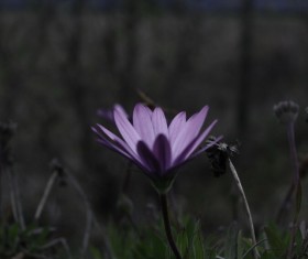 beautiful violet flower Stock Photo