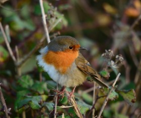 on the branch beautiful robin Stock Photo