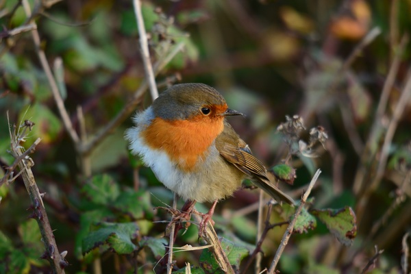 on the branch beautiful robin Stock Photo