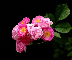 rosebush flower closeup Stock Photo