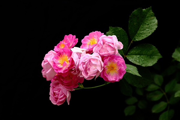 rosebush flower closeup Stock Photo