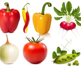 vegetables vector illustration 02