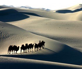 walking in the desert Camel Stock Photo 01
