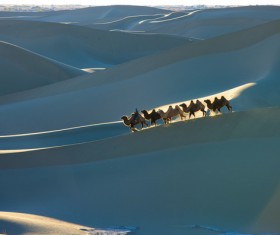 walking in the desert Camel Stock Photo 02