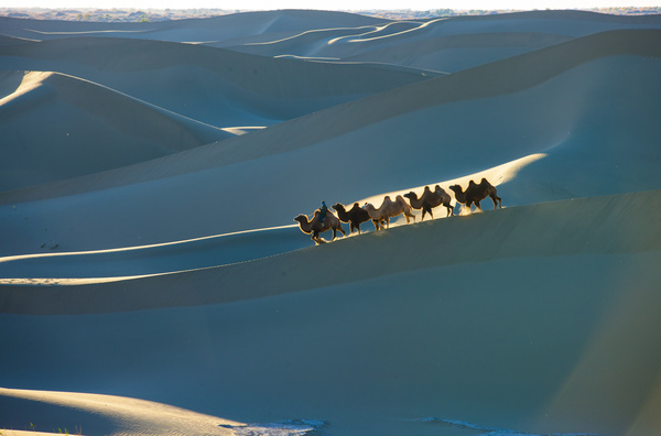walking in the desert Camel Stock Photo 02