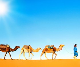 walking in the desert Camel Stock Photo 03