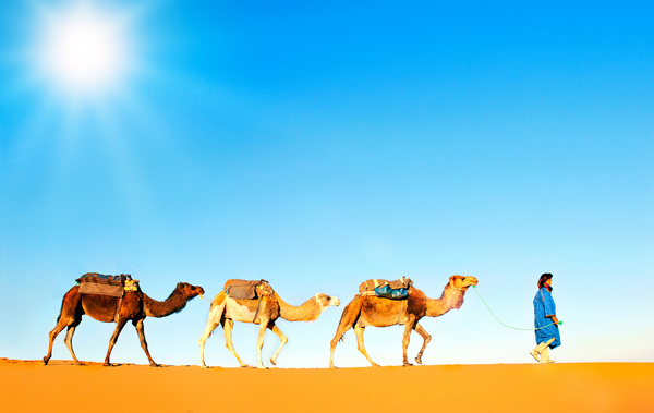 walking in the desert Camel Stock Photo 03