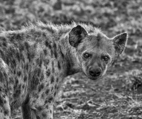 African spotted hyena Stock Photo