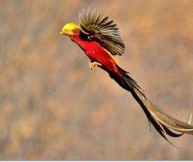 Beautiful Chrysolophus pictus Stock Photo