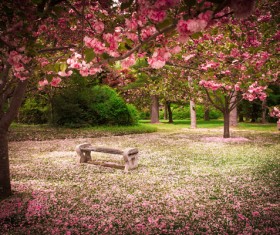 Beautiful Japanese garden Stock Photo 01