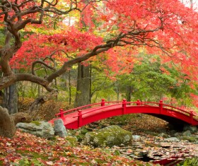 Beautiful Japanese garden Stock Photo 04