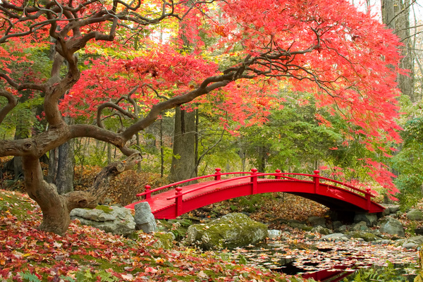 Beautiful Japanese garden Stock Photo 04