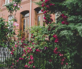 Beautiful flowers outside the house Stock Photo
