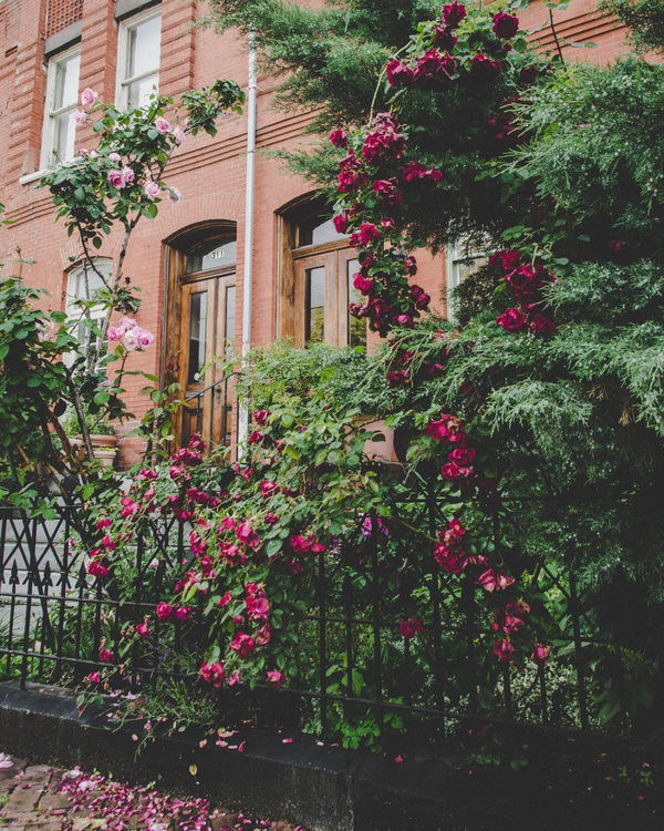 Beautiful flowers outside the house Stock Photo