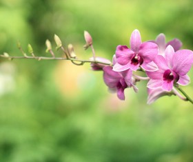 Beautiful purple orchid close-up Stock Photo