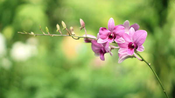 Beautiful purple orchid close-up Stock Photo