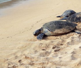 Big sea turtle on the beach Stock Photo