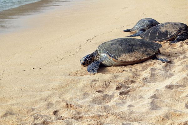 Big sea turtle on the beach Stock Photo