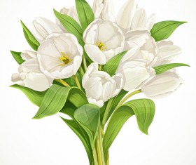 Bouquet of white tulips with white background vector