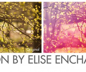 Branch Blur Photoshop Action