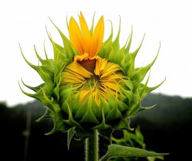 Budding sunflowers Stock Photo