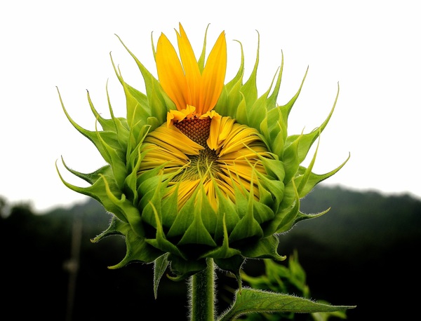 Budding sunflowers Stock Photo