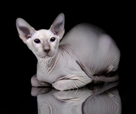 Canadian Hairless Cat Stock Photo 01