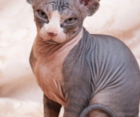 Canadian Hairless Cat Stock Photo 02