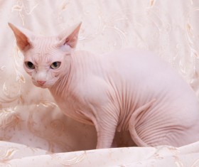 Canadian Hairless Cat Stock Photo 03