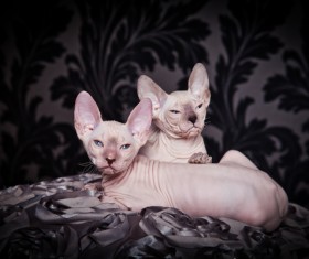 Canadian Hairless Cat Stock Photo 04