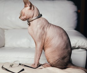 Canadian Hairless Cat Stock Photo 05