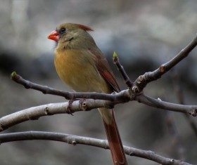 Cardinal grosbeak Stock Photo