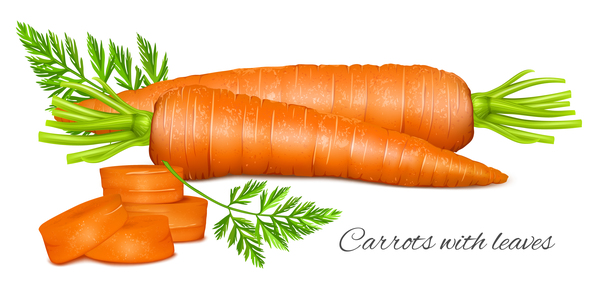 Carrots with leaves vector