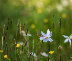 Closeup beautiful blue flowers Stock Photo