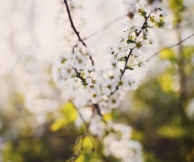 Closeup beautiful white flowers in nature Stock Photo