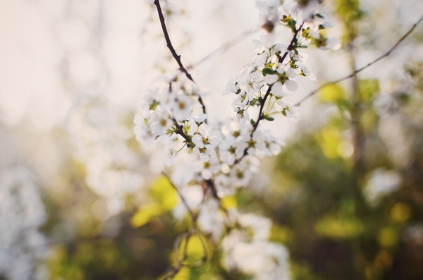 Closeup beautiful white flowers in nature Stock Photo