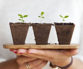 Closeup hands holding growing shoots Stock Photo