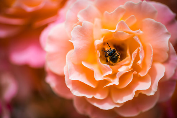Closeup honeybee on beautiful rose Stock Photo