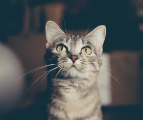 Closeup of cute grey cat Stock Photo