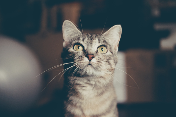 Closeup of cute grey cat Stock Photo