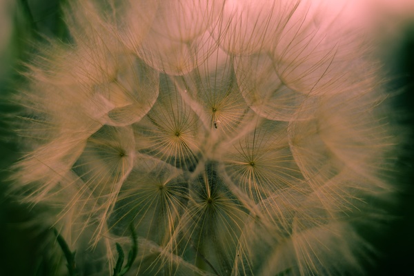 Closeup of flying dandelion flowers Stock Photo