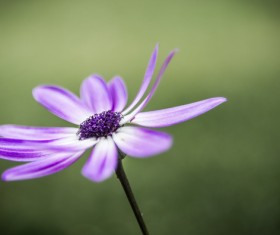Closeup of fragile violet flower Stock Photo