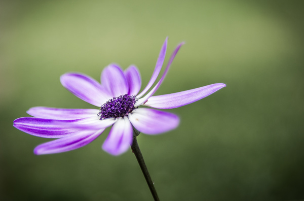 Closeup of fragile violet flower Stock Photo