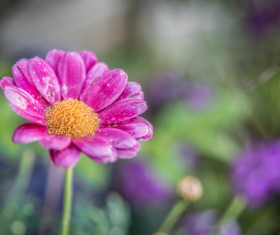 Closeup of pink delicate flower in nature Stock Photo