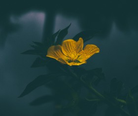 Closeup of yellow flower nature Stock Photo