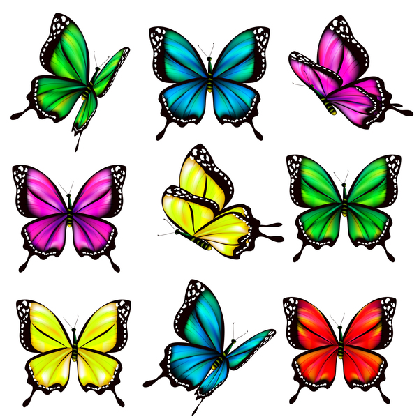 Colorful butterfies vector illustration set 05