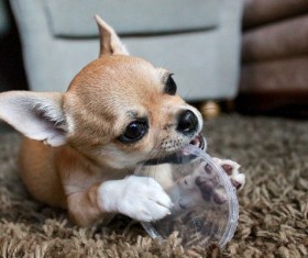 Cute pet dog Stock Photo