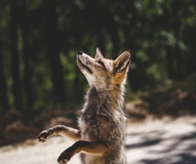 Cute wild fox standing straight Stock Photo