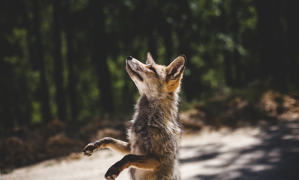 Cute wild fox standing straight Stock Photo