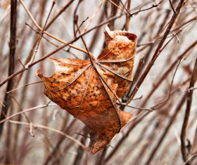 Dry leaves on tree branches in late autumn Stock Photo